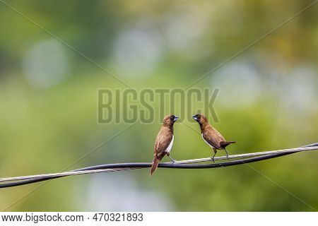 Two Estrildidae Sparrows Or Estrildid Finches Perched On A Power Line Swaying In The Wind, Blurred G
