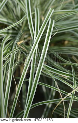 Striped Weeping Sedge Everest Leaves In The Garden