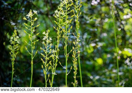 Close-up Macro Shot Details Of Reseda Lanceolata Plants Inside Garden