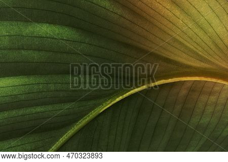 A Image Of Calathea Orbifolia Leaves Patterned Background