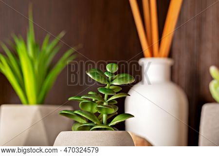 Close-up Of A Small Decorative Flower In A Pot In The Interior. The Concept Of Coziness And Comfort.