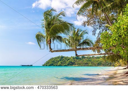 Two Palm Tree Hanging Over Tropical Beach In A Sunny Day
