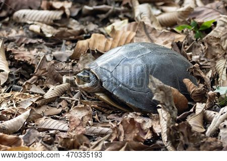 Southeast Asian Box Turtle, Cuora Amboinensis