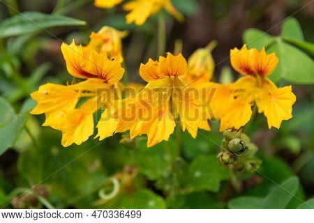 Garden Nasturtium (tropaeolum Majus) Flowers