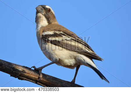 Portrait Of A Male White-browed Sparrow-weaver, Namibia