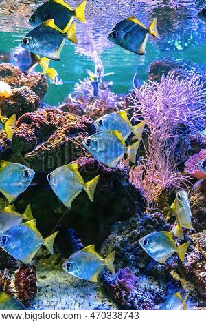 Monodactylus Argenteus, Silver Moonyfish, Silver Moony, Butter Bream, Diamondfish In Marine Aquarium