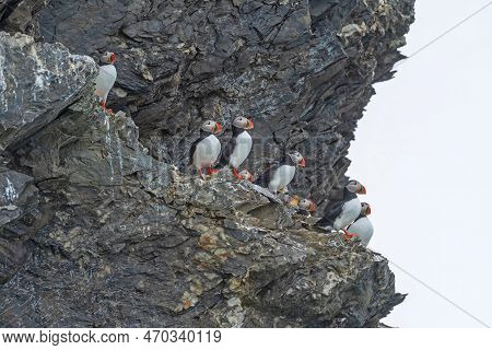 Puffin Colony Perched On A High Cliff In The Svalbard Islands In Norway