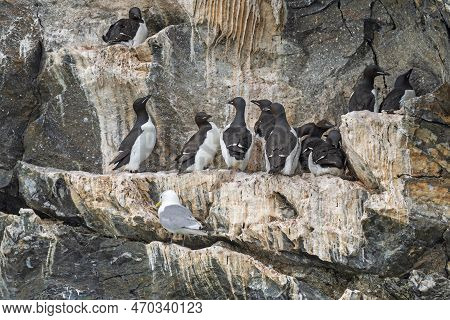 Colony Behavior Of Some Brunnichs Guillemots In The Svalbard Islands In Norway