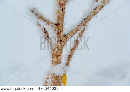 Damaged Bark Of A Small Fruit Tree Stripped By Rabbits And Small Animals During The Winter.