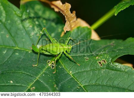 A Punctate Hawk Moth, Leptophyes Punctatissima On A Leaf.
