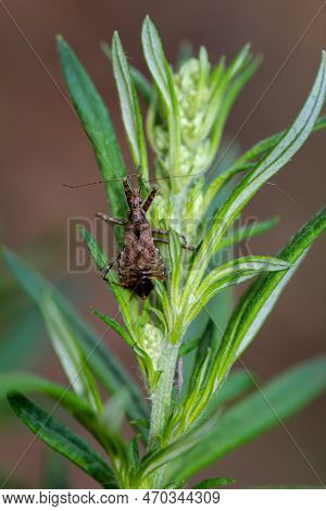 A Longhorn Bush Predator Himacerus Apterus On A Plant.