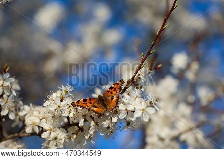 A Butterfly, The Large Fox, Sits On The Blossoms Of A Fruit Tree.
