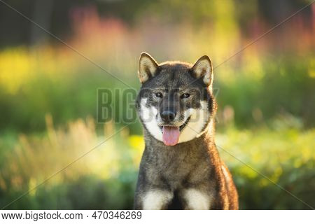 Close-up Portrait Of Cute And Beautiful Japanese Dog Breed Shikoku Sitting In The Park In Summer