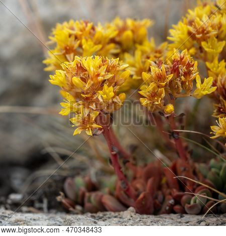 Ground Level View Of Stonecrop Flowers Blooming Along The Tuolumne River In Yosemite