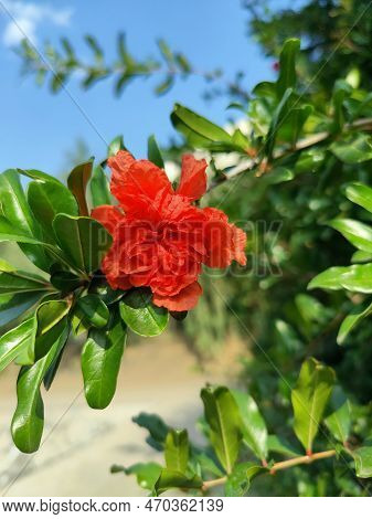 Pomegranate Flower - Punica Granatum - The Pomegranate (punica Granatum) Is A Fruit-bearing Deciduou