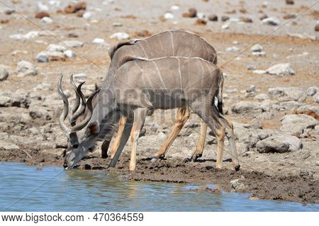 Greater Kudus Are Drinking Wter At A Waterhole