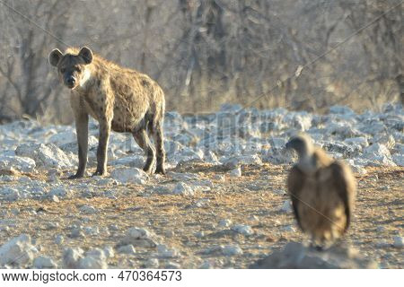 Portrait Of A Spottet Hyena, Etosha Np, Namibia