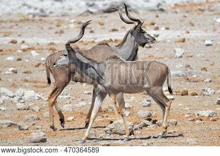 Portrait Of A Pair Of Greater Kudus, Etosha Np