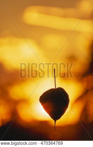 Sunset Behind A Banyan Tree Leaf Seems Catching Fire Flame On Leaf
