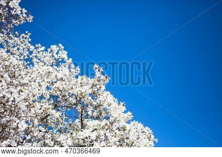 White Magnolia And Blue Sky In Spring. Floral Background. Flowering Trees. Nature. Copy Space. Yulan