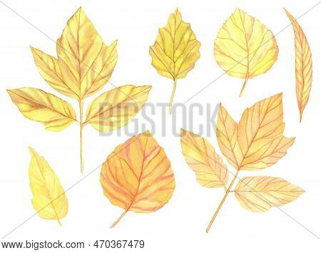 Watercolor Colorful Autumn Leaves Set. Hand Painted Illustration