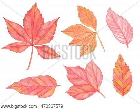 Watercolor Colorful Autumn Leaves Set. Hand Painted Illustration