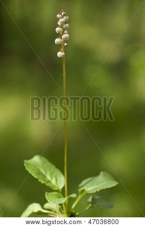 Pyrola Rotundifolia