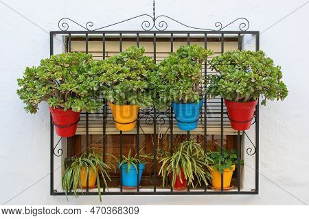 Window Of Traditional Spanish House With Bars Decorated With Succulent Jade Plants (crassula Ovata).