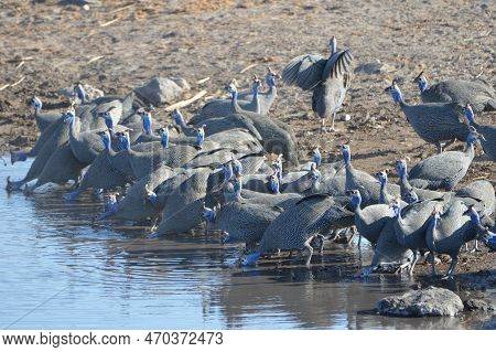 A Group Of Helmeted Guinefowls Is Takin A Drink At A Waterhole