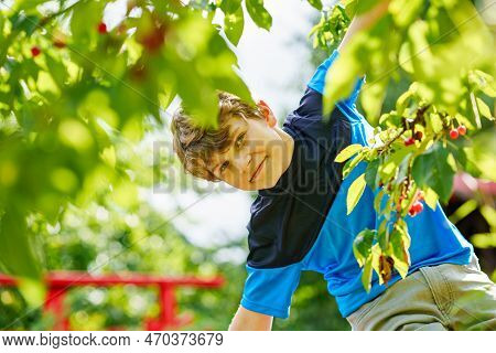 Happy Positive Preteen Boy Picking Cherry Berries From Tree In Domestic Garden. Children And Family 