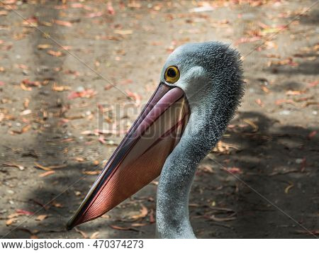 Close-up Portrait Of A Pelican. White And Gray Plumage Of A Pelican. Against The Background Of The E
