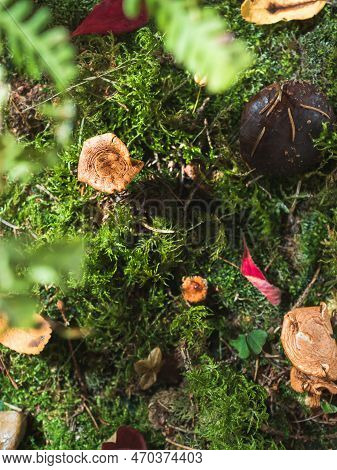 Natural Creative Concept With Autumn Mushrooms, Moss, Autumn Leaves. Fern Leaves. Sunlight Penetrate