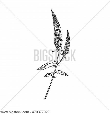 Hand Drawn Doodle Speedwell In Realistic Style. Vector Veronica Flower. Wildflower Sketch. Outline.