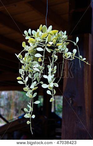 Dischidia pectinoides armut