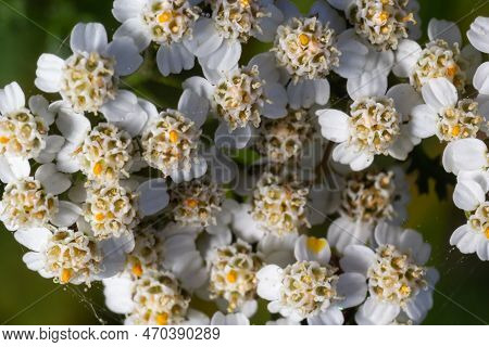 Common Yarrow Achillea Millefolium White Flowers Close Up Top View On Green Blurred Grass Floral Bac