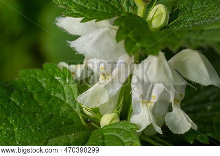 White Dead-nettle - Lamium Album Single Plant In Flower Against Diffused Background.
