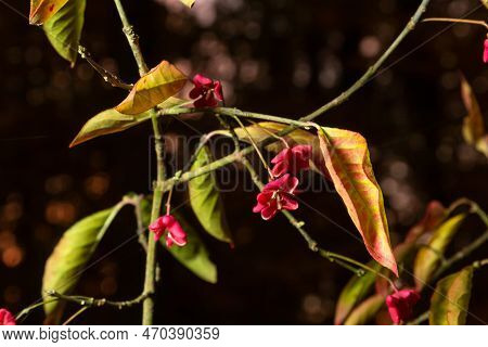 Euonymus Europaeus European Common Spindle Capsular Ripening Autumn Fruits, Red To Purple Or Pink Co