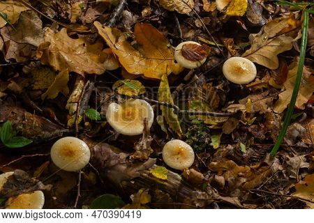 Poison Pie Mushroom Hebeloma Crustuliniforme Growing Through The Autumnal Leaves.