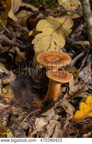 Edible Mushroom Called Niscalo, Red Pine Mushroom Lactarius Deliciosus Growing In The Fall Season In