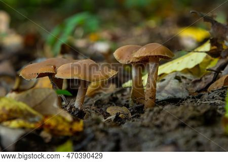 Gymnopus Hariolorum Mushrooms On The Old Stump.