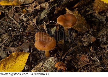 Gymnopus Hariolorum Mushrooms On The Old Stump.
