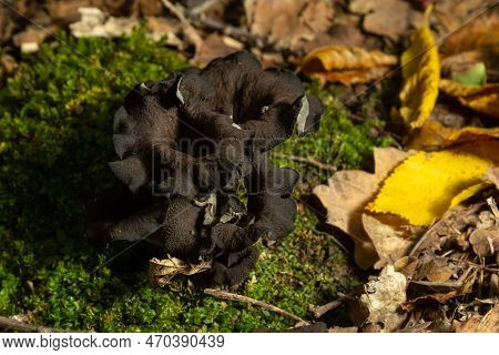 Black Trumpet Mushroom, Horn Of Plenty, Caterellus Cornucopioides, In Lush Moss In The Forest.