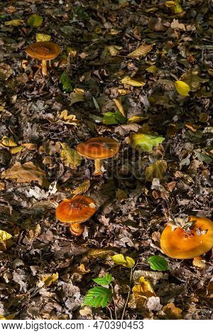 A Closeup Of Cortinarius Triumphans, In A Natural Environment Against The Background Of The Forest.