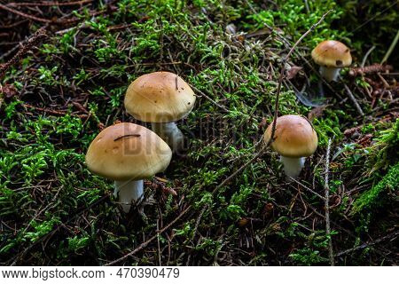 Hygrophorus Olivaceoalbus, Known As The Olive Wax Cap, Wild Mushrooms.