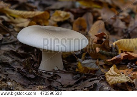 Edible Mushroom Clitocybe Nebularis In The Beech Forest. Known As Lepista Nebularis, Clouded Agaric 