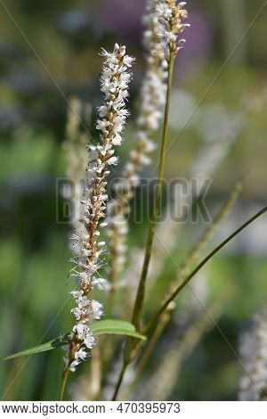 Mountain Fleece Alba Flowers In The Autumn