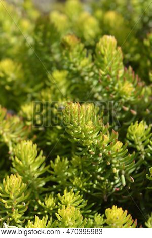 Rock Stonecrop Angelina Leaves In The Autumn