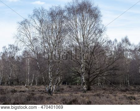 Bare Silver Birch Trees On Heathland In Winter
