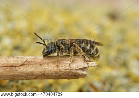 Detailed Closeup On A Female Of The Small Bronze Furrow Bee, Halictus Tumulorum Sitting On A Twig