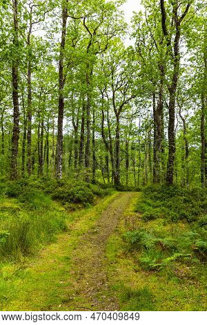 Wonderful Natural Landscape At Strone Hill Forestry